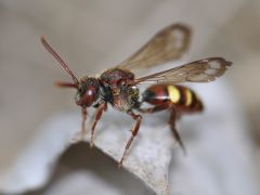 Nomada ruficornispanzeri